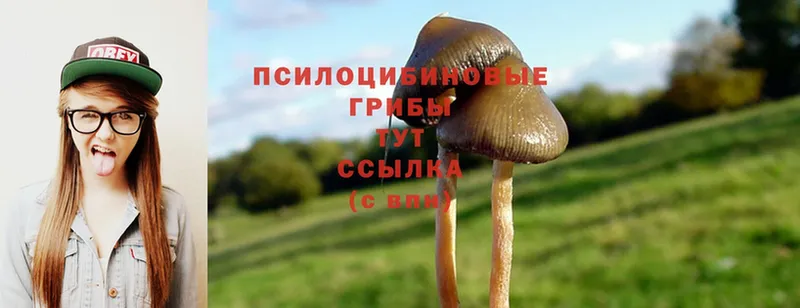 Псилоцибиновые грибы Psilocybine cubensis  Липки 